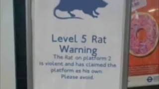 Level 5 Rat Warning