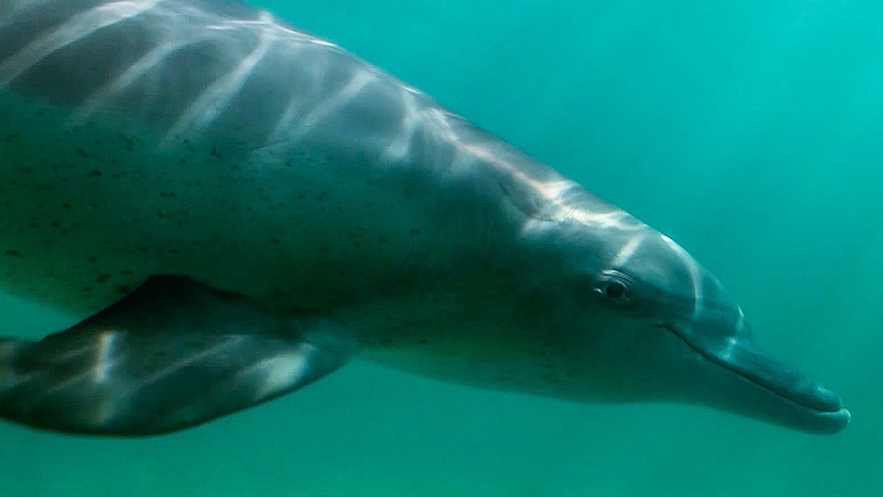 Baby Dolphin Catches Fish for the First Time BBC Earth picture picture