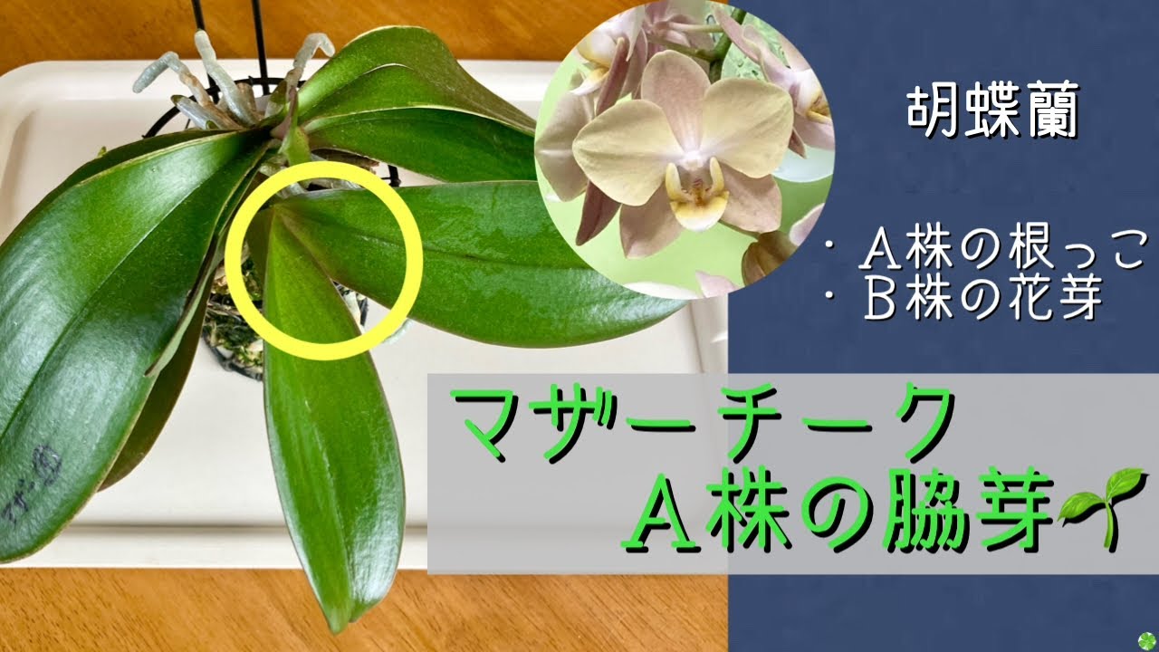 原種蘭 シレリアナ ネグロス島バコロド 自然種912 2023年11月11日 原種