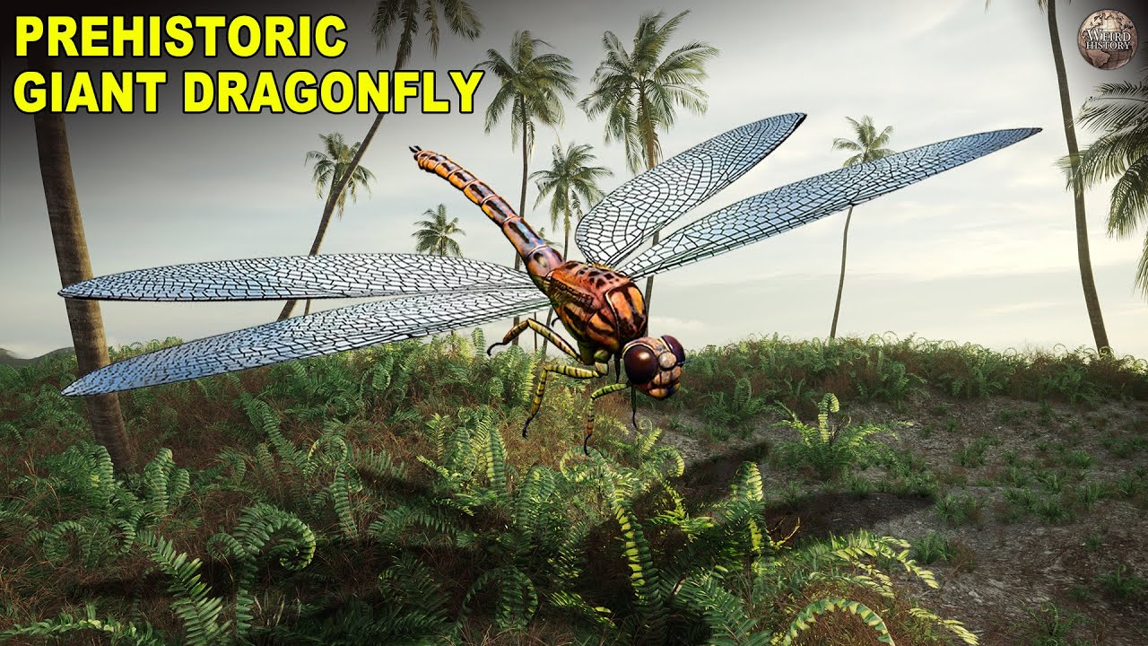 giant dragonfly extinct