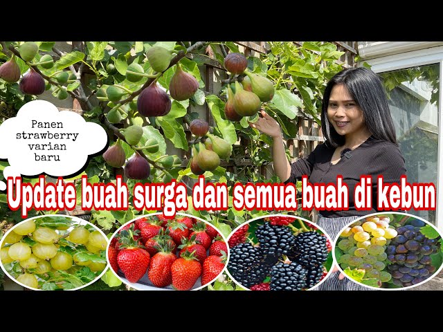 UPDATE BUAH SURGA DAN SEMUA BUAH YANG ADA DI KEBUN || PANEN STRAWBERRY VARIAN BARU