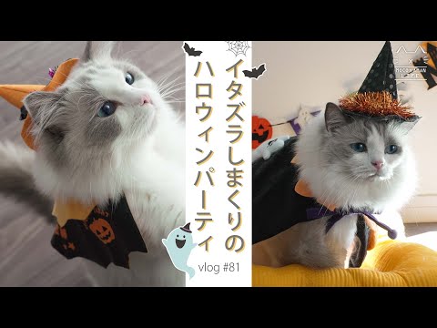 【コスプレ猫】イタズラしまくりのハロウィンパーティ｜ラグドール猫 #81
