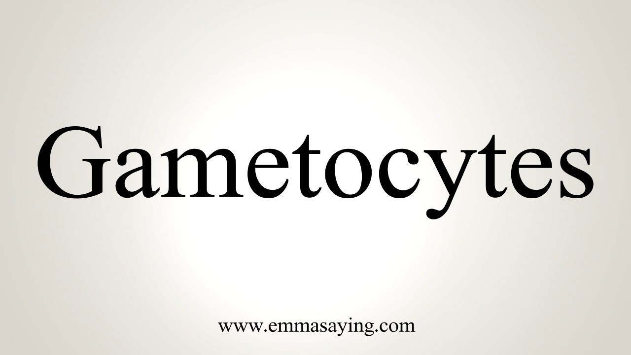 How To Pronounce Gametocytes