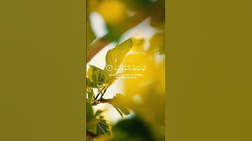 سورة الإخلاص توحيدٌ خالص، تعادل ثلث القرآن، وبركة عظيمة لكل من يقرؤها #دعاء #اكسبلور #راحة_القلب