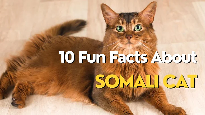 Video 5135071: somali cat breed, cat fun facts