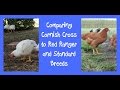 Comparing Cornish Cross to Red Ranger and Standard Breeds