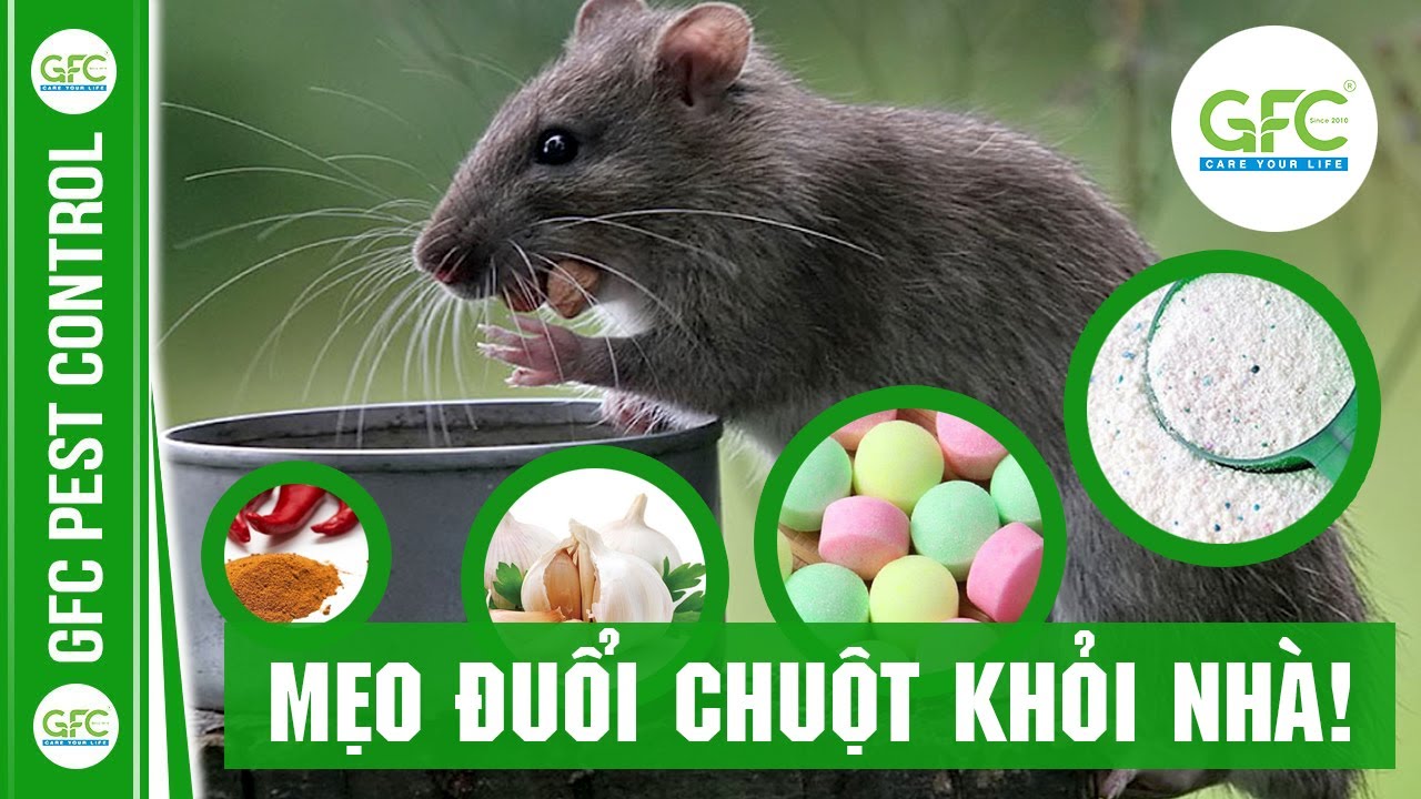 Những MẸO Đuổi Chuột 