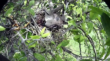 Mockingbird Nest Cam - 4th Egg Hatching
