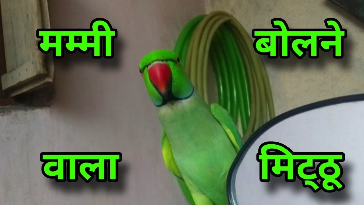 मम्मी बोलने वाला तोता - Talking parrot mitthu mitthu 
