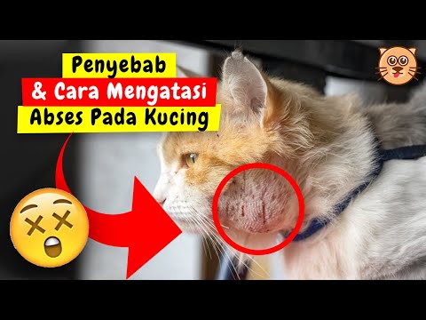 Video: Abses Gigitan Luka pada Kucing