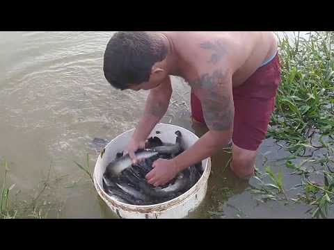 MOSTRANDO A CHEGADA E SOLTURA DOS PIRARUCU NA PISCICULTURA (PRETTI-FISH)