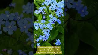 (Brunnera macrophylla) Siberian Bugloss, Great forget-me-not in Forget-me-not Family (Boraginaceae)