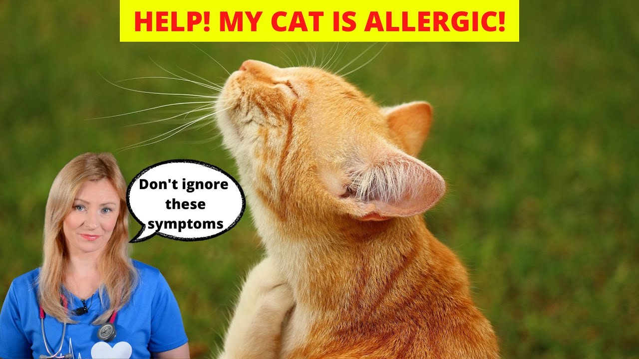 Allergies in Cats (Vet explains) YouTube