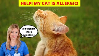 Allergies in Cats (Vet explains)