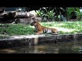 Tiger Video from Samsung ST500