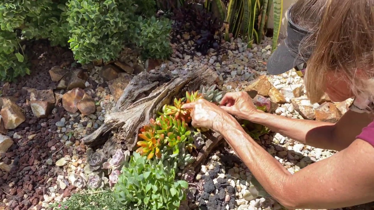 Реабилитация суккулентных плавников в Чула-Виста