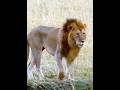 How the animals survive the Seasonal wildfire. #shorts #wildlife #animals #lion