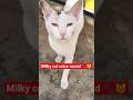 cat video! cat voice! cat sound! cat meowing! 😺 #shorts #short#youtubeshorts#cat#cats#catsound