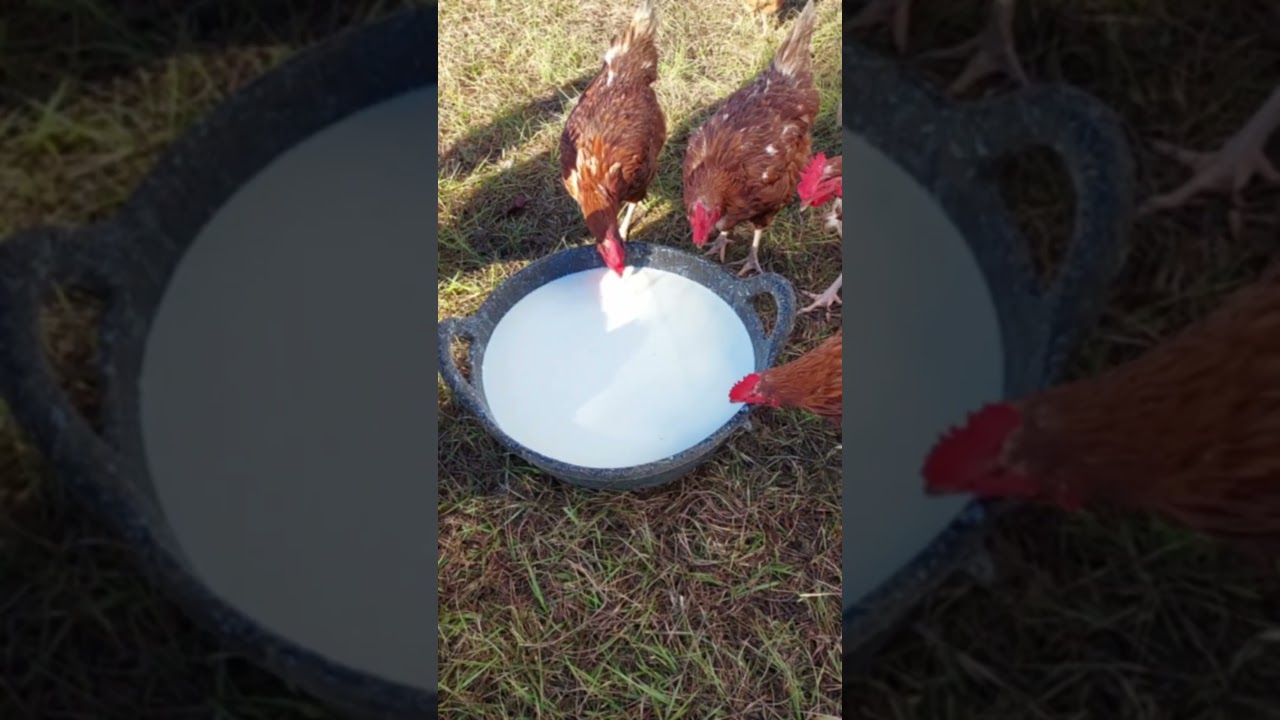 What's the Value of Pasture Raised Chicken Eggs 