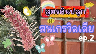 สูตรดินปลูกสนเกรวิลเลีย #pink surprise สูตร 2 และอัพเดตกิ่งตอนที่ย้ายกระถางรอบก่อน พร้อมตกแต่งกิ่ง