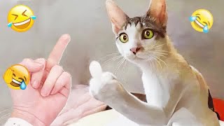 😹🙀 Funniest Dogs and Cats 🐕😆 Funny Animal Moments 2024 #17