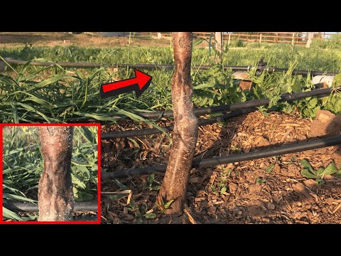 Video: Chili Pepper Fruit Tree Spray: Hot Pepper Bug Repellent voor fruitbomen