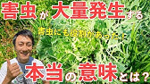 自然素材でアブラムシを徹底的に撃退 駆除 効果絶大なアブラムシ対策5つの鉄則とは 家庭菜園 害虫対策 白菜 そら豆 油石鹸水 Youtube