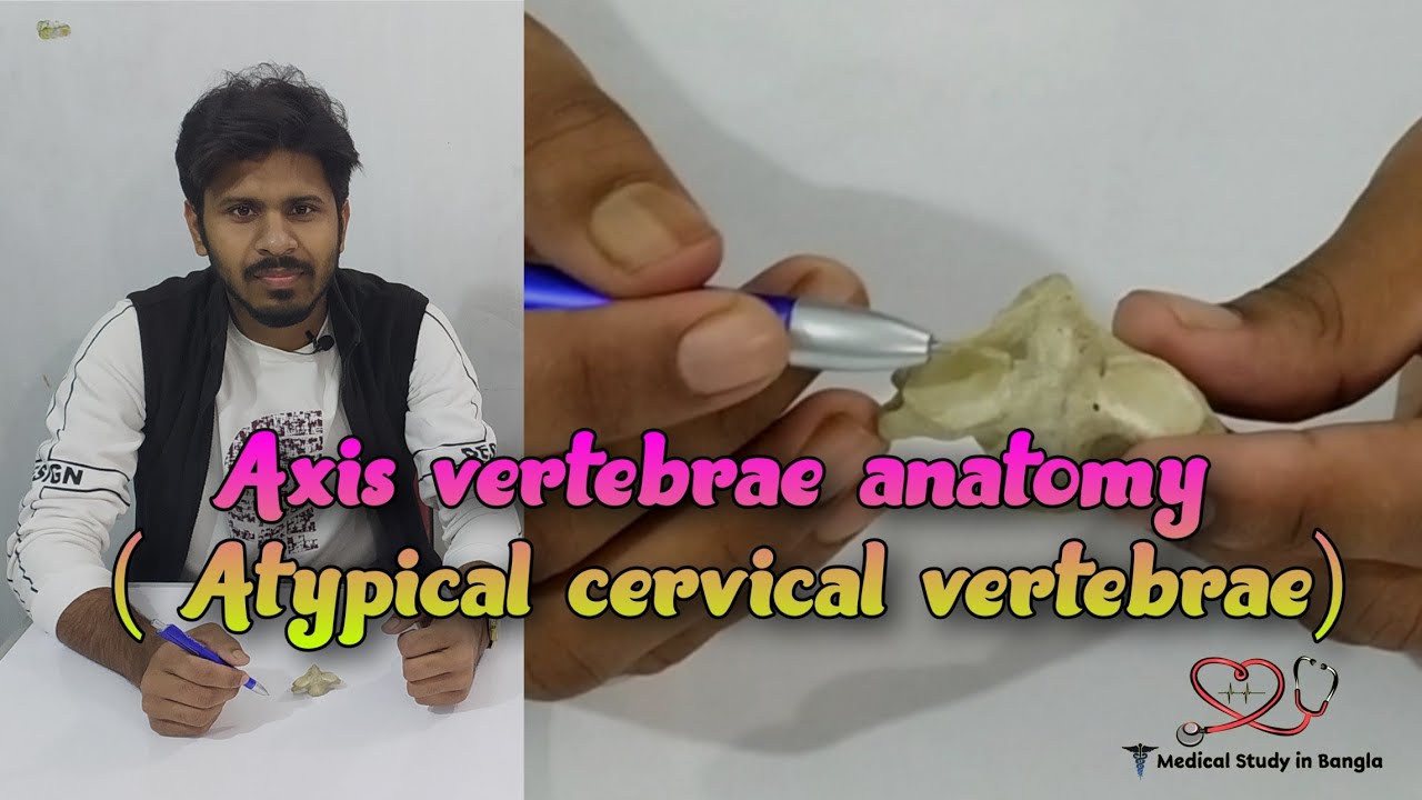 Axis vertebrae anatomy in bangla | Atypical cervical vertebrae || Medical study in Bangla