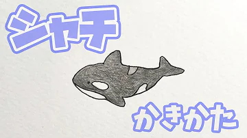 海の生き物 シロイルカの描き方 Mp3