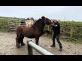 Rescue pony is becoming to dangerous to handle how can i help