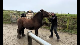 Rescue pony is becoming to dangerous to handle!! How can I help?