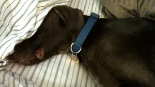 German Shorthaired Pointer Dog Falls Asleep by Zan Sullivan-Wilson 4,421 views 11 years ago 1 minute, 5 seconds