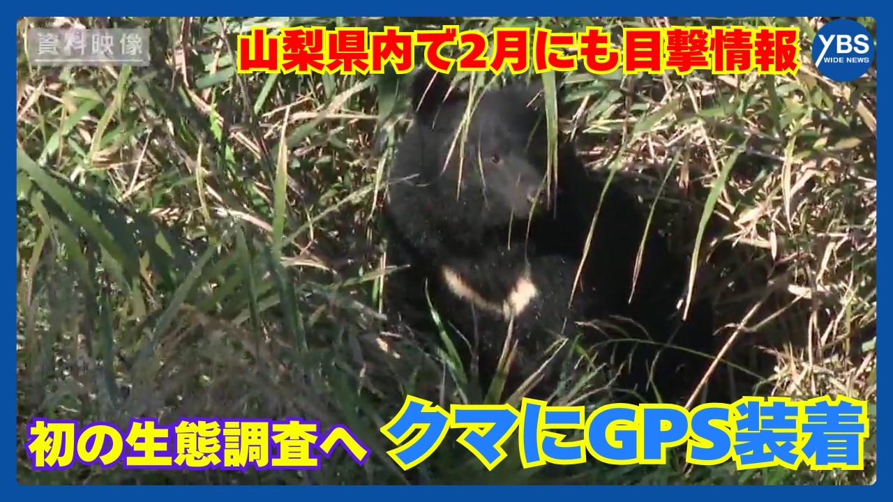 Yamanashi Prefecture to begin first ecological survey of bears by