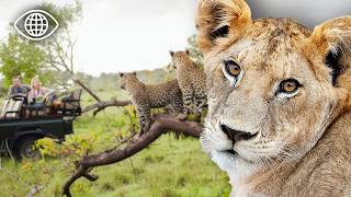 Pourquoi risque-t-il sa vie pour sauver les animaux ? ⎮Documentaire Animalier ⎮BSF