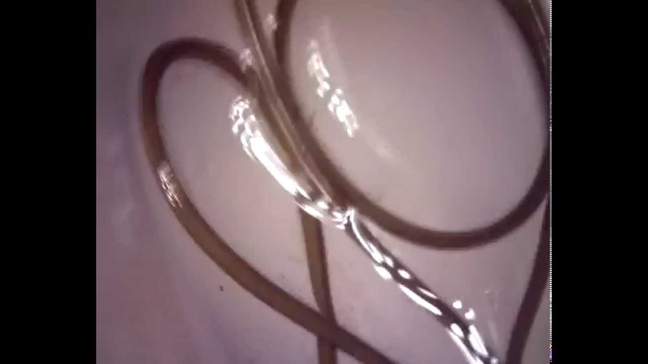 Horsehair Worm Parasite under the microscope / Волосатик под