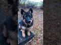 German shepherd puppy dog yummy cute funny happy owczarekniemiecki szczeniak shorts