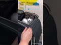 病院嫌いすぎて、ダッシュでリュックに入り怒りMAX！パンチ！『がおー』な猫【猫のちゅうた】#shorts