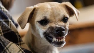 sound of a dog barking / suara anjing menggonggong