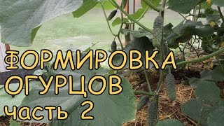 Формировка ОГУРЦОВ в теплице (часть 2). 2 способа ВЕРТИКАЛЬНОГО ВЫРАЩИВАНИЯ(Продолжение темы формировки огурцов. Ставьте лайки, комментируйте видео! Мой канал http://www.youtube.com/channel/UC_B1TyiZtTH..., 2015-07-14T06:46:02.000Z)