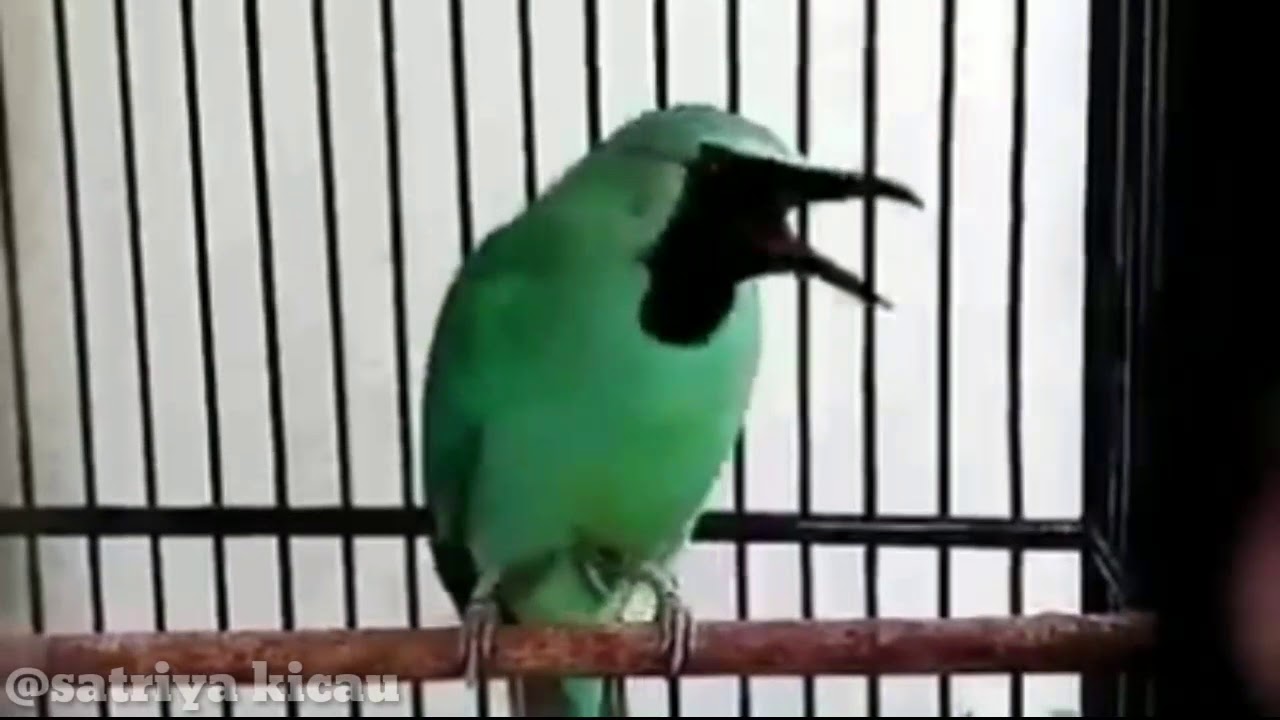 Cucak Ijo Bongkar Isian Kapas Tembak Full Nembak By Satriya Kicau