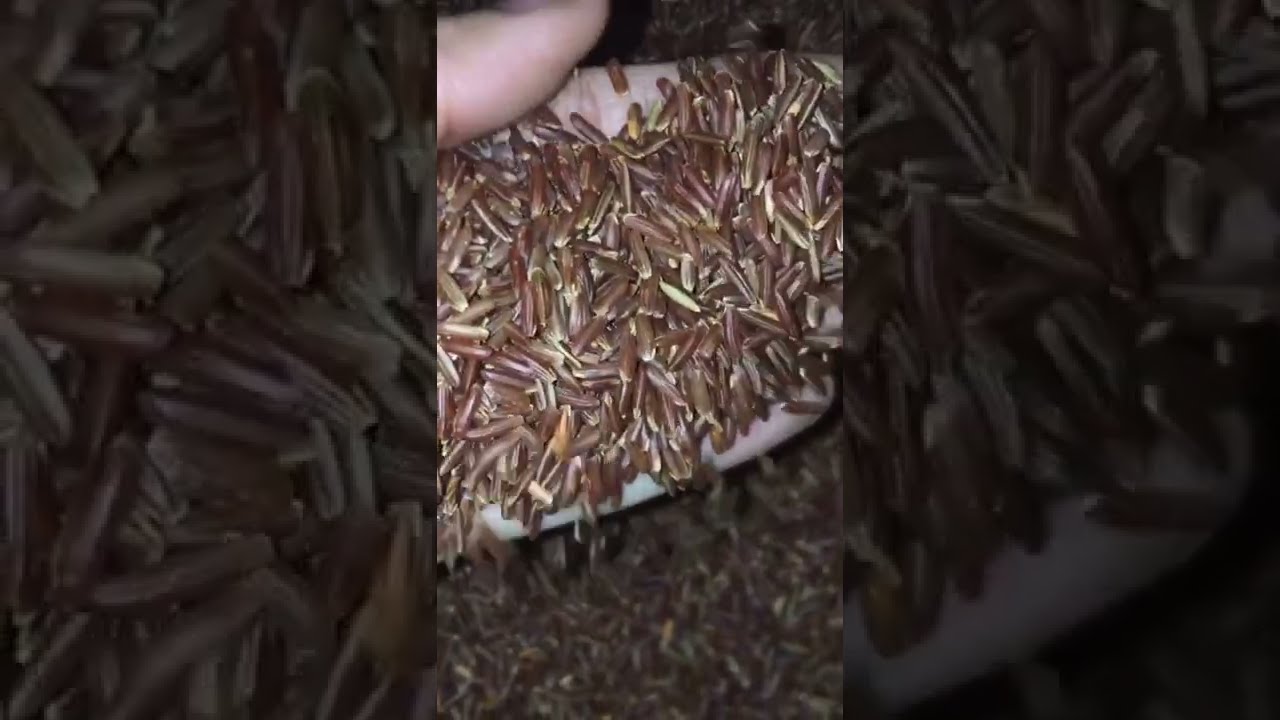 Gạo Lứt Bảo Minh Mang Đến Sức Khỏe Bền Vững