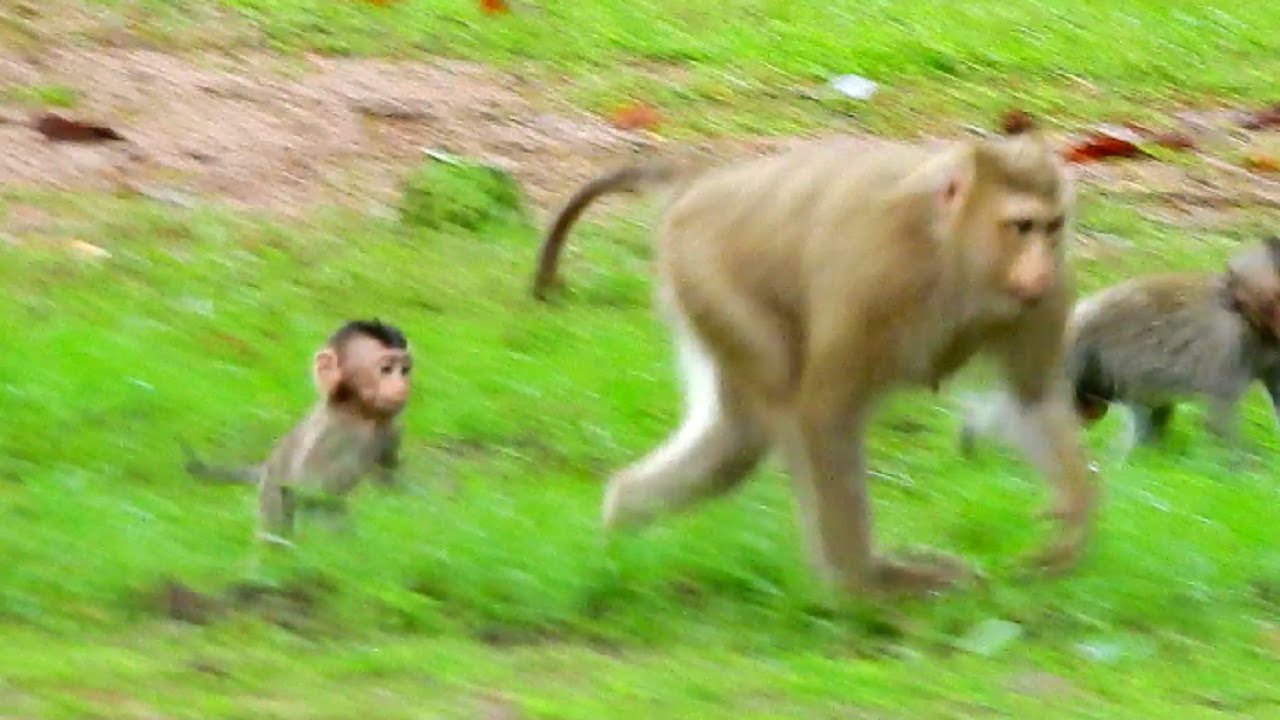 Wait Me Mum! Rose Angry Rex and Rum so Fast, Very Pity Little Baby Rex Chase After Rose Mother!