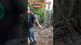 Our Newest Mango Trees
