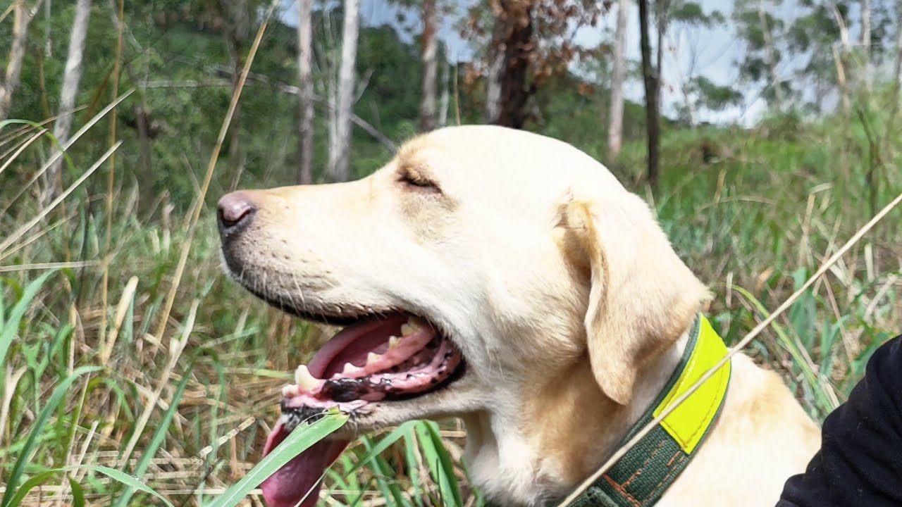 📍Randy goes to the village water spot at first light to catch the pure water.” 🌄💧