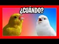 ✅ ¿CUANDO EMPIEZAN A CANTAR LOS CANARIOS? | Canarios cantando