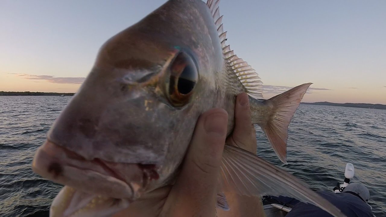 A Day In The Bay Ep.2 8 Species Yewwww