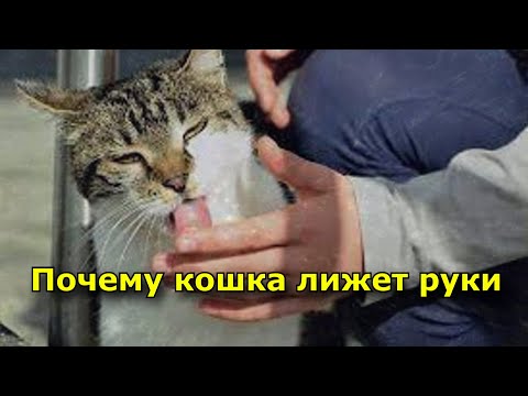 Почему кошка лижет руки