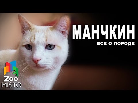 Видео: Манчкин или карлик кошка порода кошек гипоаллергенна, здоровье и продолжительность жизни