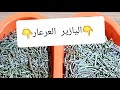 تعرف على الفرق بين عشبة العرعار وعشبة اليازير او الروز ميري صورة العشبتين واضحة 