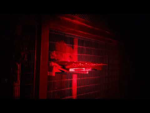 ムササビ イチゴ20260529